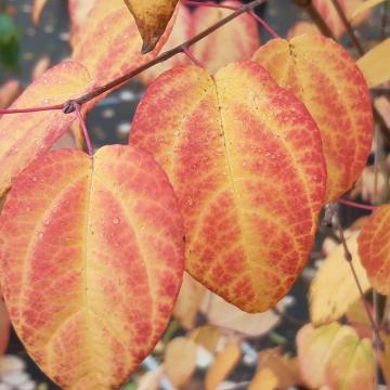 Cercidiphyllum japonicum 'Raspberry'