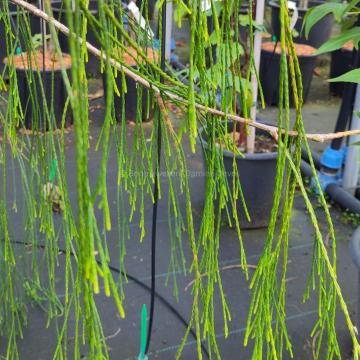 Chamaecyparis lawsoniana 'Imbricata Pendula'