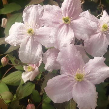 Clematis montana 'Mayleen'