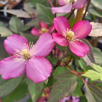 Clematis montana 'Van Gogh'