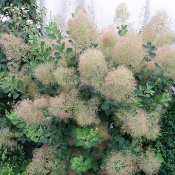 Cotinus coggygria 'Young Lady'