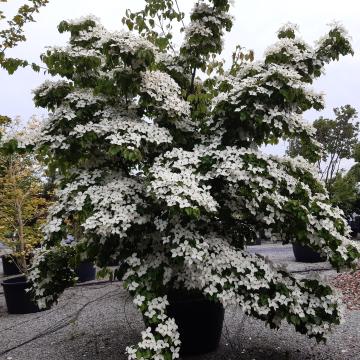 Cornus kousa var. chinensis