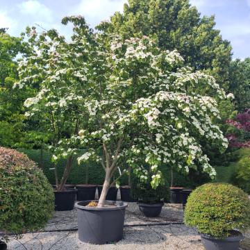 Cornus kousa 'Claudia'