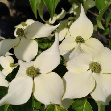 Cornus kousa 'Flower Power'