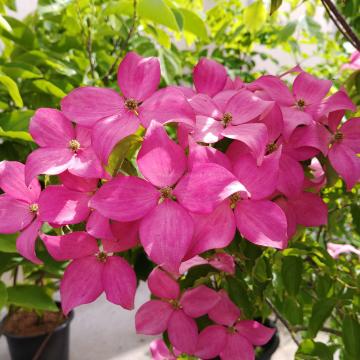 Cornus kousa 'Scarlet Fire'® (='Rutpink')