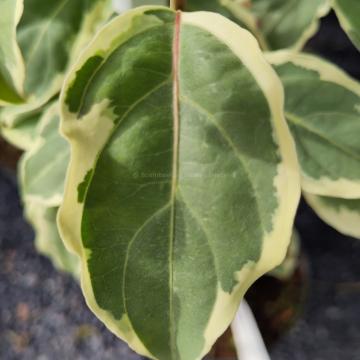 Cornus kousa 'Shira Yuki'