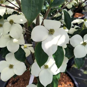 Cornus kousa 'Teutonia'