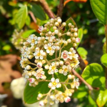 Cotoneaster lacteus