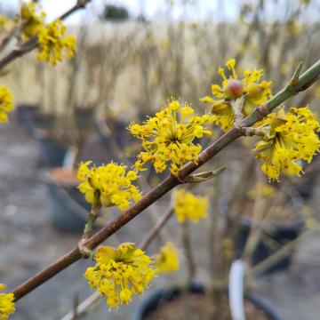 Cornus mas
