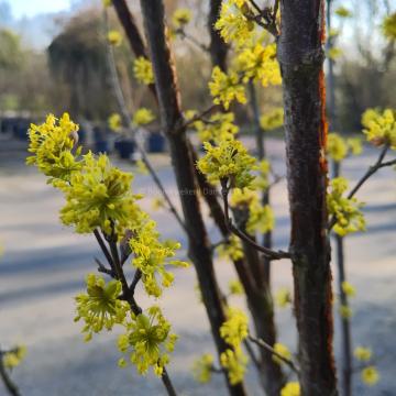 Cornus officinalis