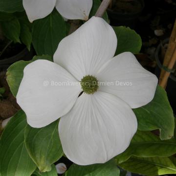 Cornus 'Starlight' ( 'KN4-43' ® )