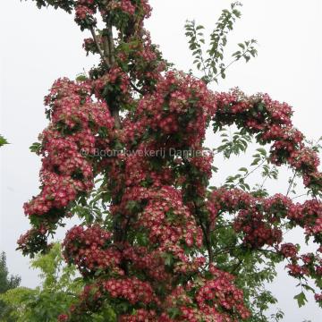 Crataegus laevigata 'Crimson Cloud'