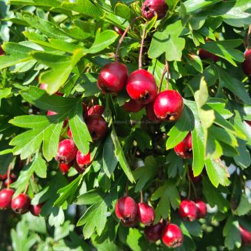 Crataegus monogyna 'Compacta'