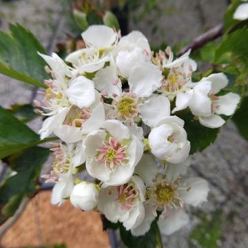 Crataegus pinnatifida 'Big Golden Star'