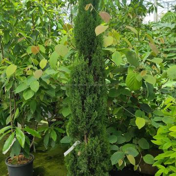 Cupressus sempervirens 'Totem'