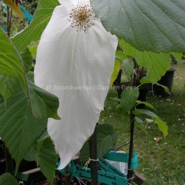 Davidia involucrata 'Sonoma'