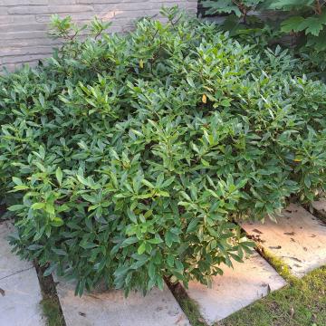 Daphne odora 'Aureomarginata'