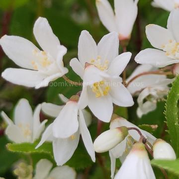 Deutzia gracilis 'Nikko'