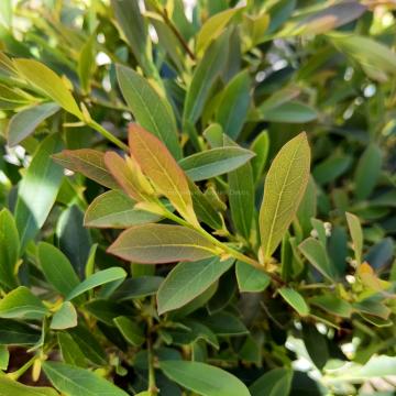 Distylium 'Cinnamon Girl'