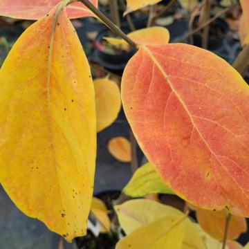 Diospyros kaki 'Nikita's Gift'