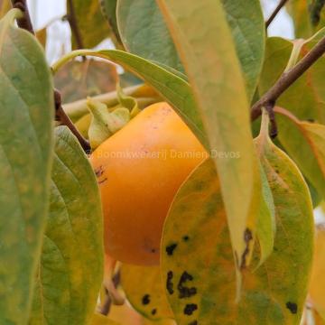 Diospyros kaki 'Sharon'