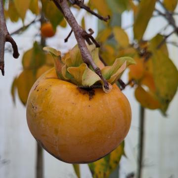 Diospyros kaki 'Tipo'