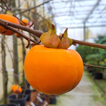 Diospyros kaki 'Vaniglia'