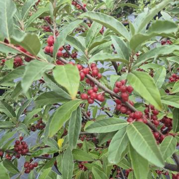 Elaeagnus multiflora