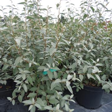 Elaeagnus 'Quick Silver'