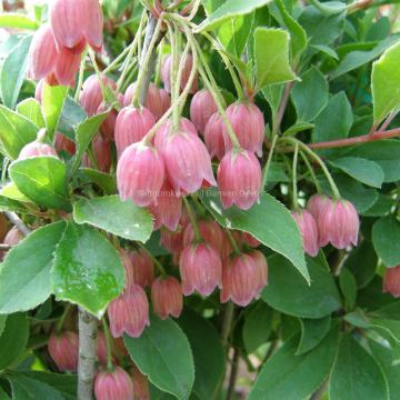 Enkianthus campanulatus-ball