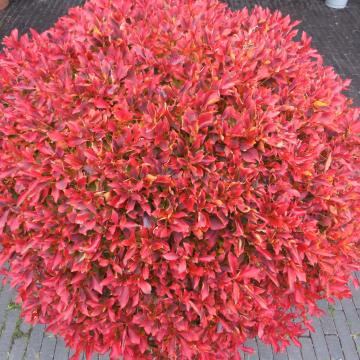 Enkianthus perulatus-ball