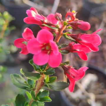 Escallonia 'Apple Blossom'