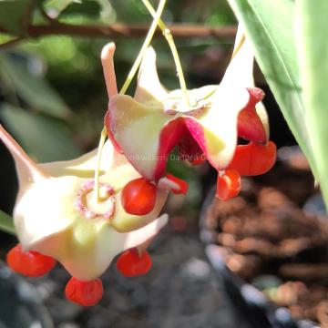 Euonymus cornutus var. quinquecornutus