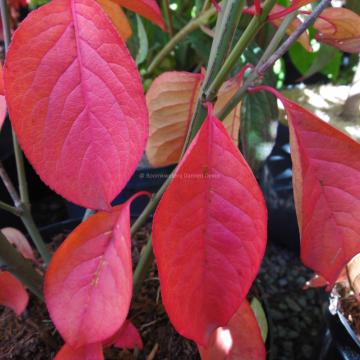 Euonymus europaeus 'Red Cascade'