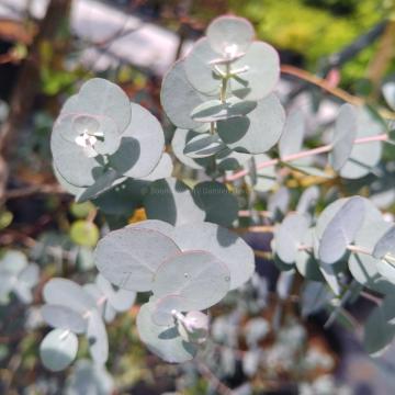 Eucalyptus gunnii 'Azura' ®