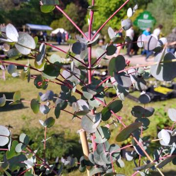 Eucalyptus gunnii subsp divaricata