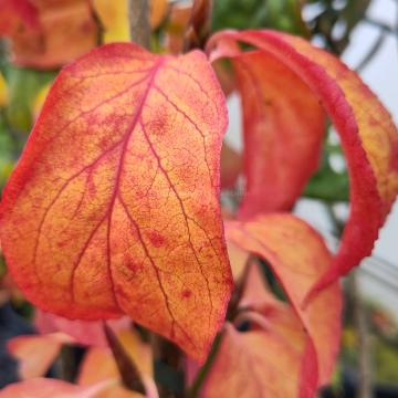 Euonymus macropteris 'Mount Fuji'