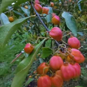 Euonymus myrianthus