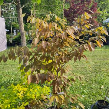 Fagus longipetiolata