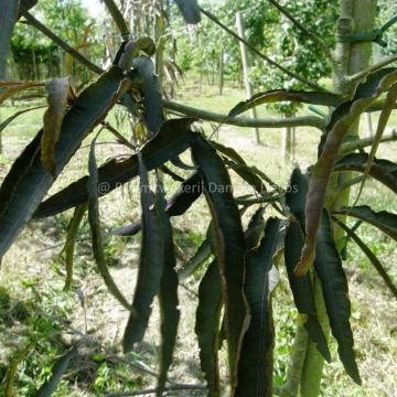 Fagus sylvatica 'Ansorgei'