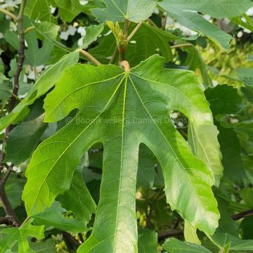 Ficus carica 'Little Miss Figgy'