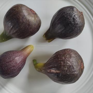 Ficus carica 'Tiegem'