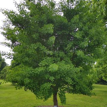 Ginkgo biloba 'Autumn Gold'