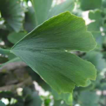 Ginkgo biloba 'Obelisk'