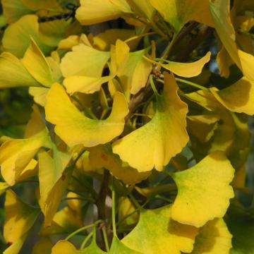 Ginkgo biloba 'Princeton Sentry'