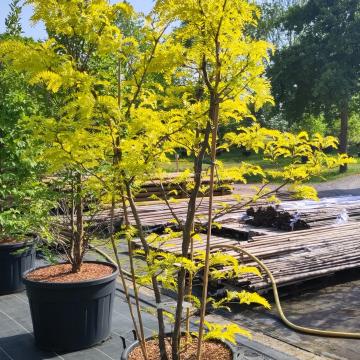 Gleditsia triacanthos 'Sunburst'