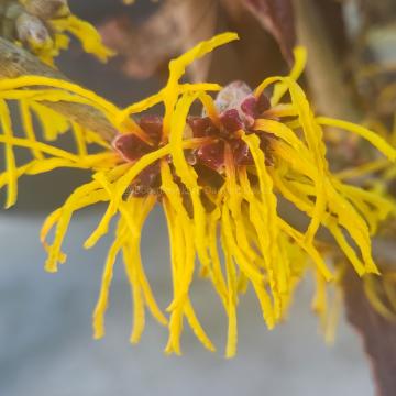 Hamamelis intermedia 'Amanda'