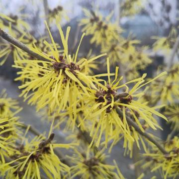 Hamamelis intermedia 'Anne'