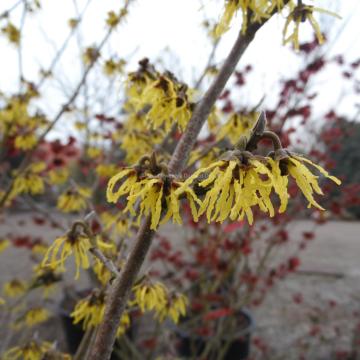 Hamamelis intermedia 'Arnold Promise' (x) (grafted on Parrtia)