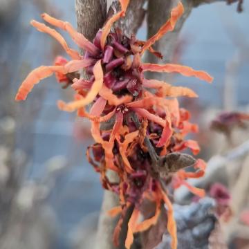 Hamamelis intermedia 'Arnhem'